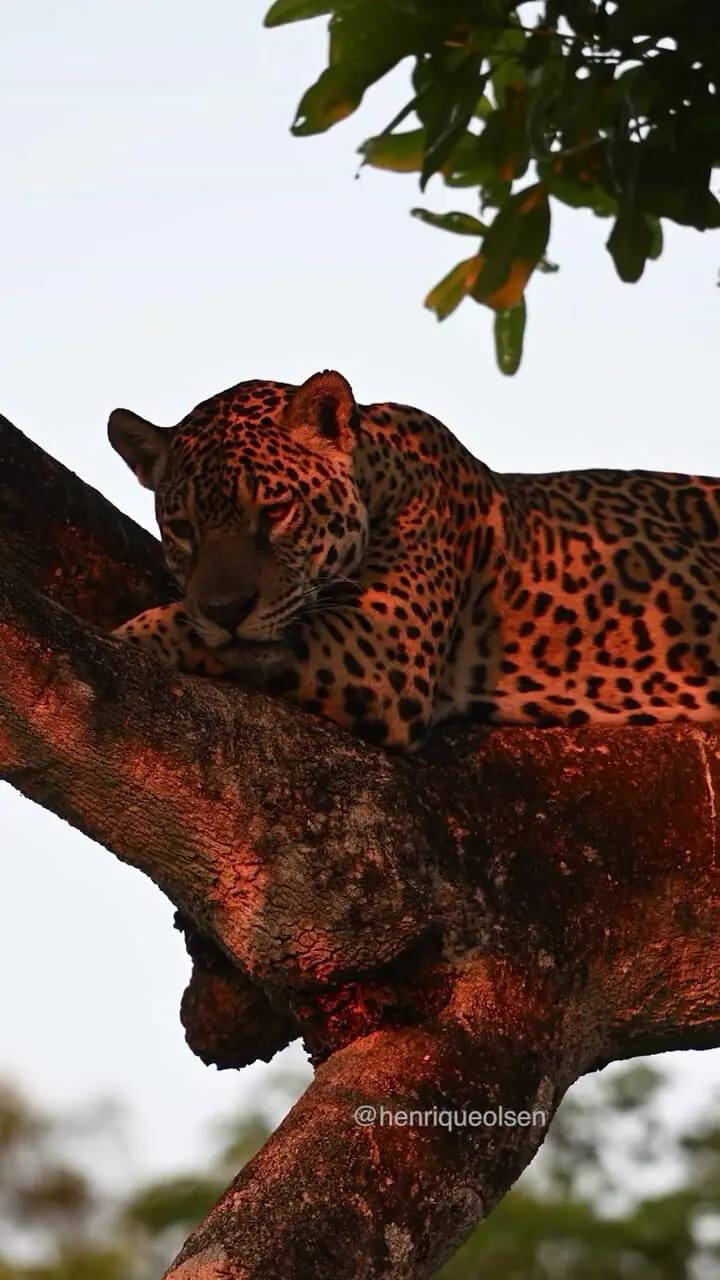 جگوار؛ شکارچی بی‌رقیب سرزمین‌های وحشی + فیلم