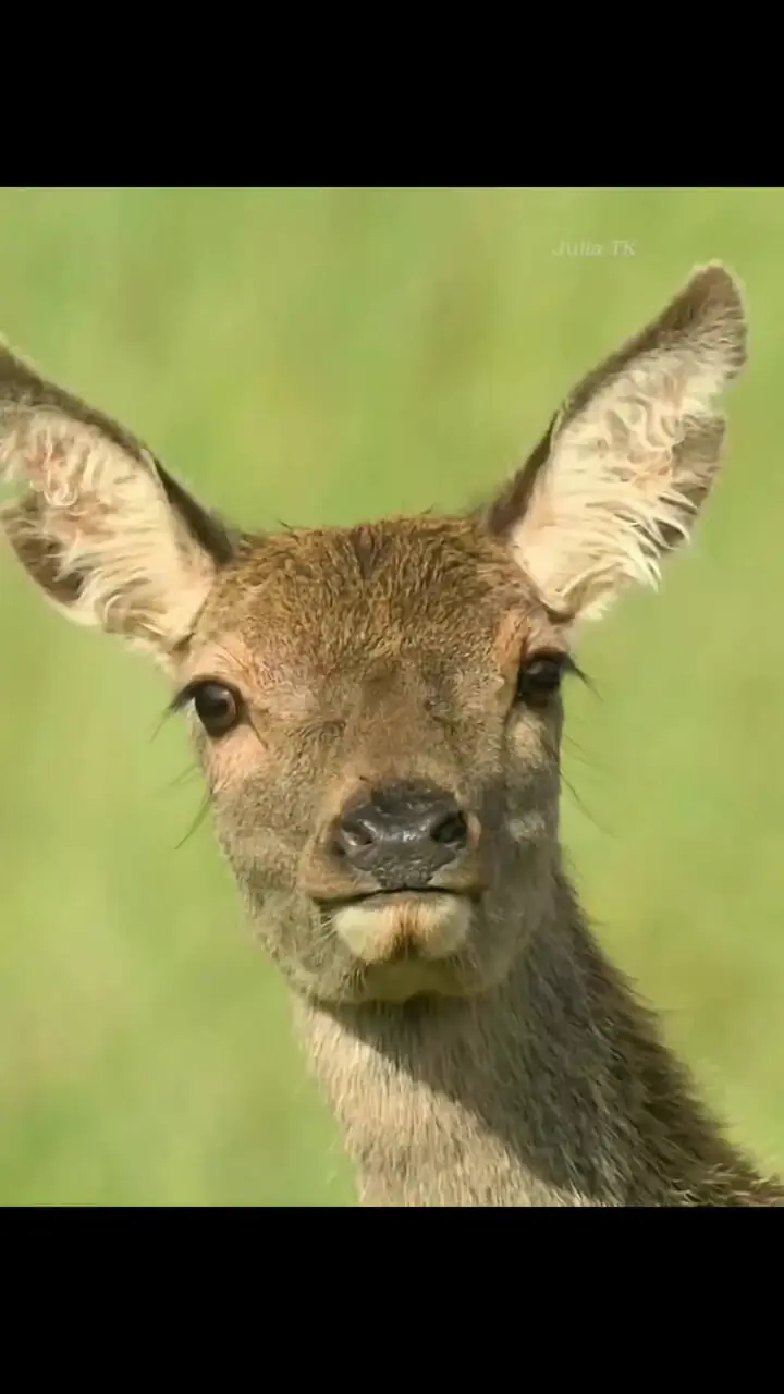 فیلم شاخ به شاخ شدن گوزن ها در قلمرو