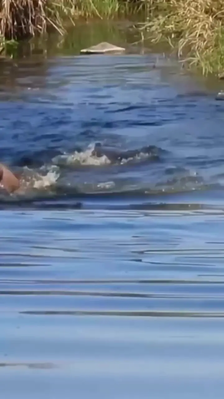 فیلم شکار کل یالدار توسط تمساح