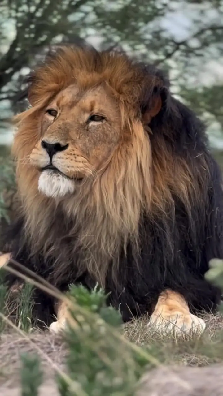 فیلم خمیازه دیدنی شیر نر در حیات وحش