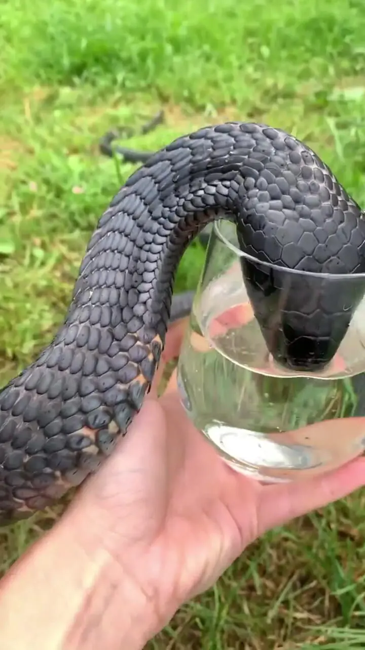 مامبای سیاه / مرگبارترین مار آفریقا + فیلم