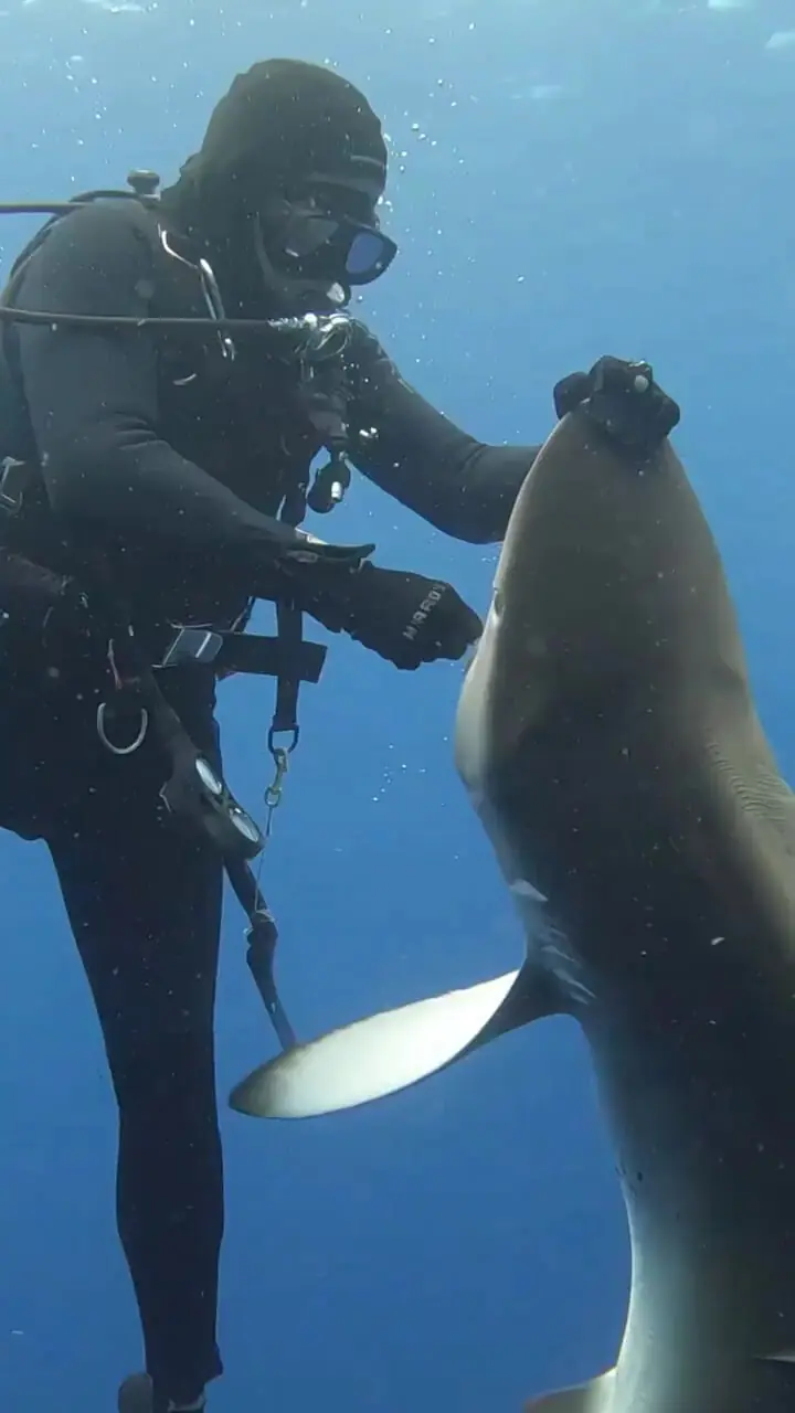 عملیات نجات؛ خارج کردن قلاب از دهان کوسه + فیلم