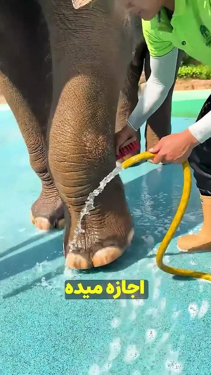 فیلم مراقبت از پاهای فیل ها در باغ وحش