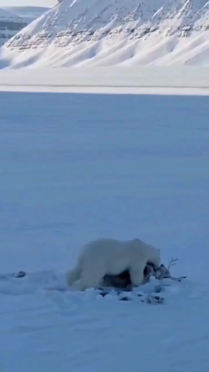 فیلم شکار گوزن توسط خرس قطبی