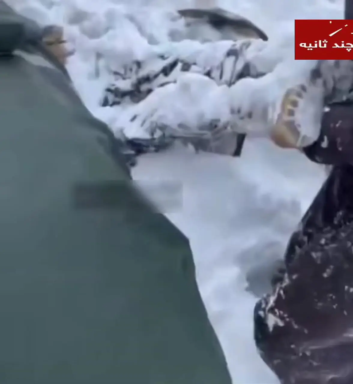 ببینید / فیلم لحظه پیدا شدن پیکر شهید رحیم مجیدی مهر 