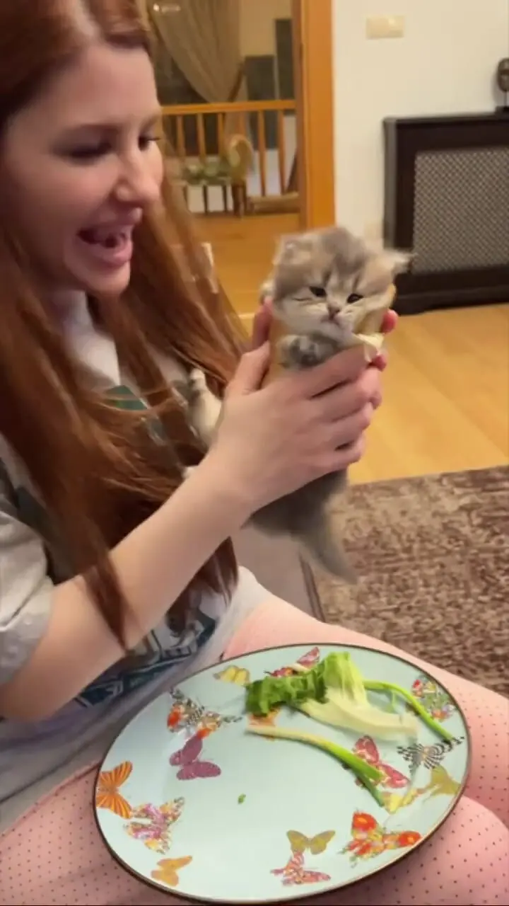 ساندویچ ویژه امروز: گربه با طعم شیطنت + فیلم