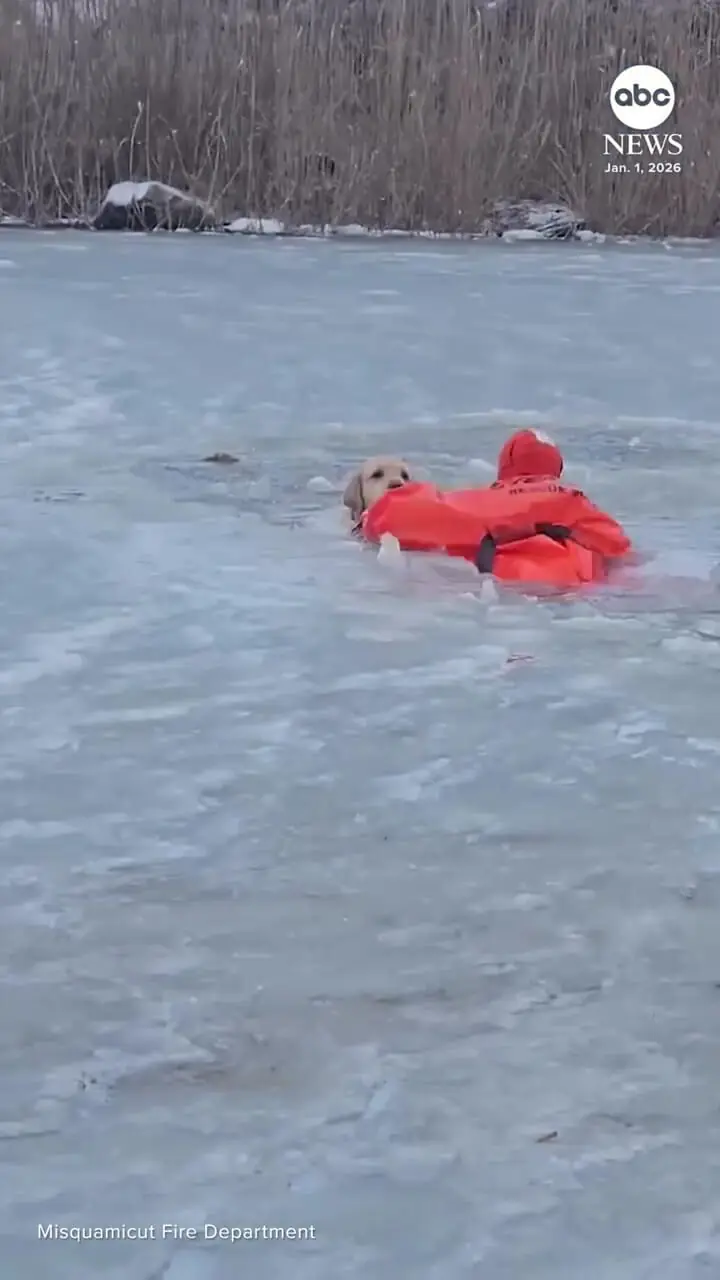 فیلم واکنش سریع نیروهای امدادی برای نجات سگ