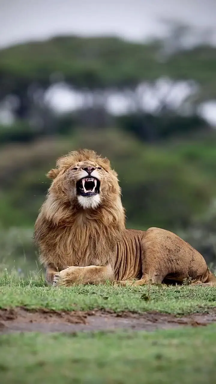 فیلم خمیازه دیدنی شیر در دشت