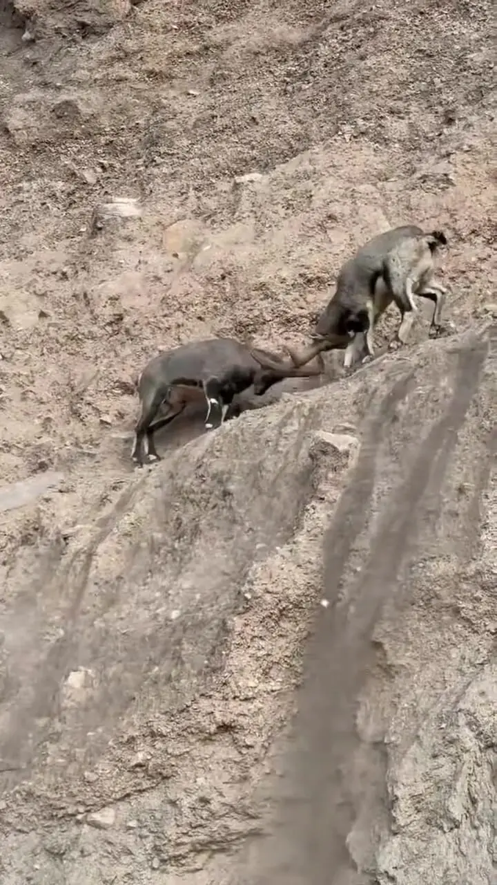 فیلم نبرد دیدنی بزهای کوهی در ارتفاع خطرناک