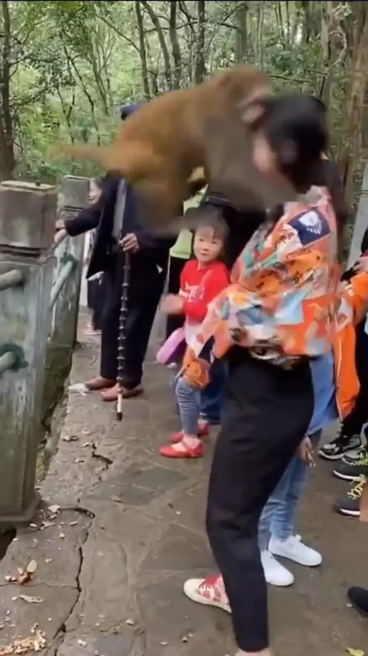 فیلم میمون های جسور در مناطق توریستی