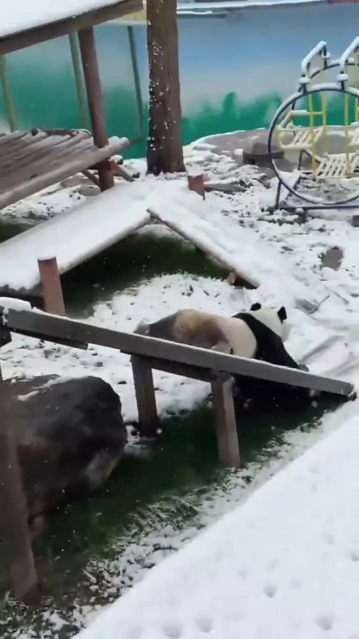 فیلم لحظات شاد پانداها روی سرسره