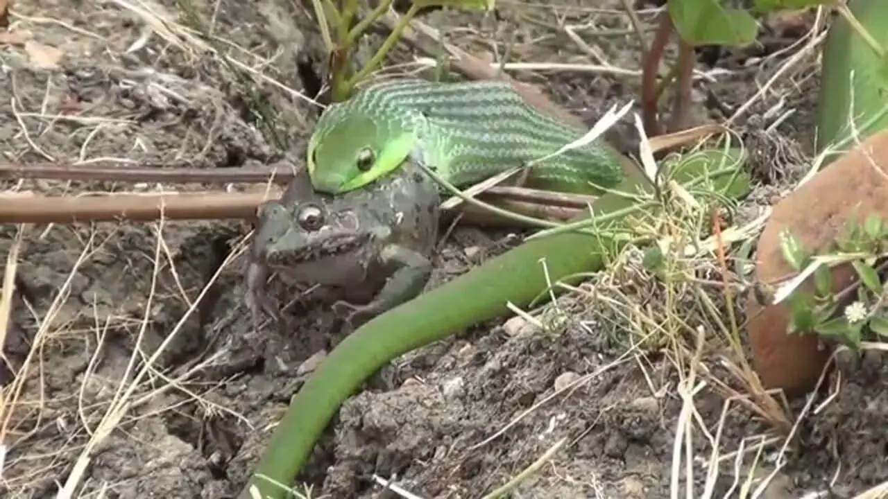 فیلم بلعیده شدن قورباغه توسط مامبای سبز