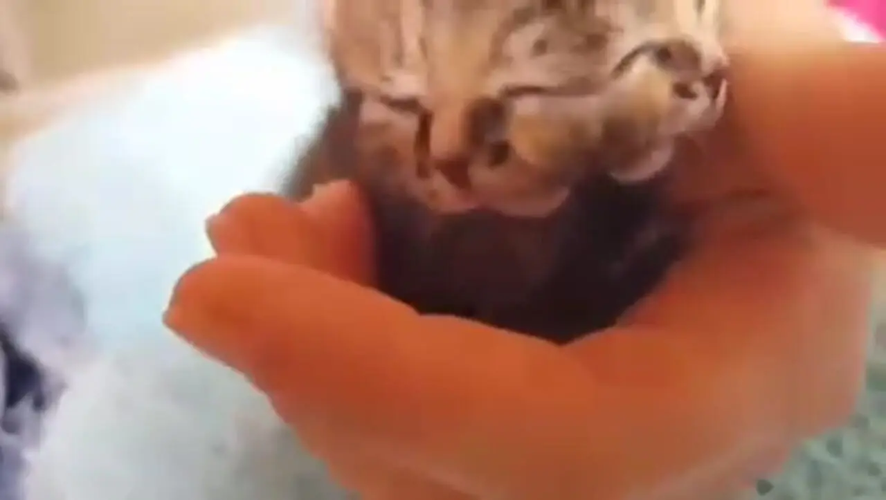 فیلم بچه گربه نادر دو سر در آفریقا