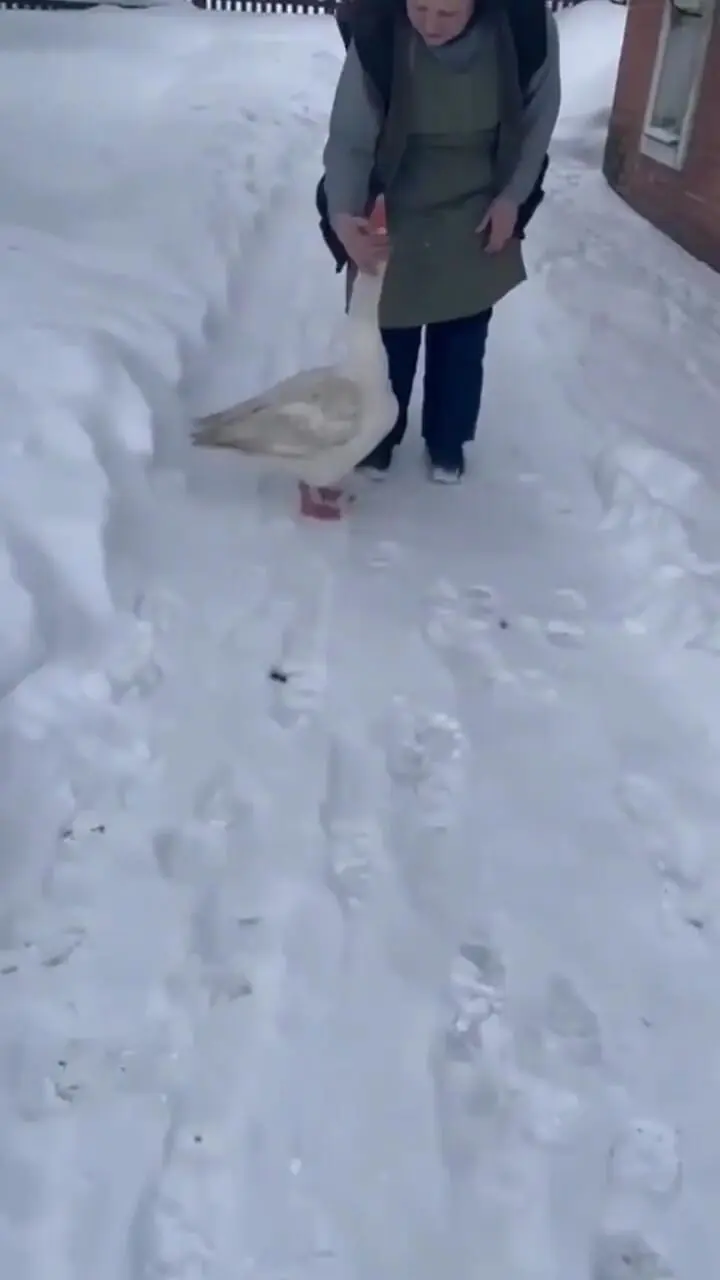 فیلم واکنش دیدنی غاز هنگام دیدن صاحبش در هوای برفی