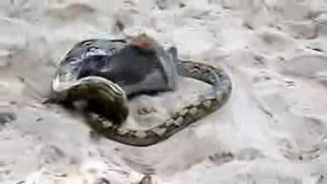 فیلم زنده ماندن شگفت انگیز خفاش مقابل مار