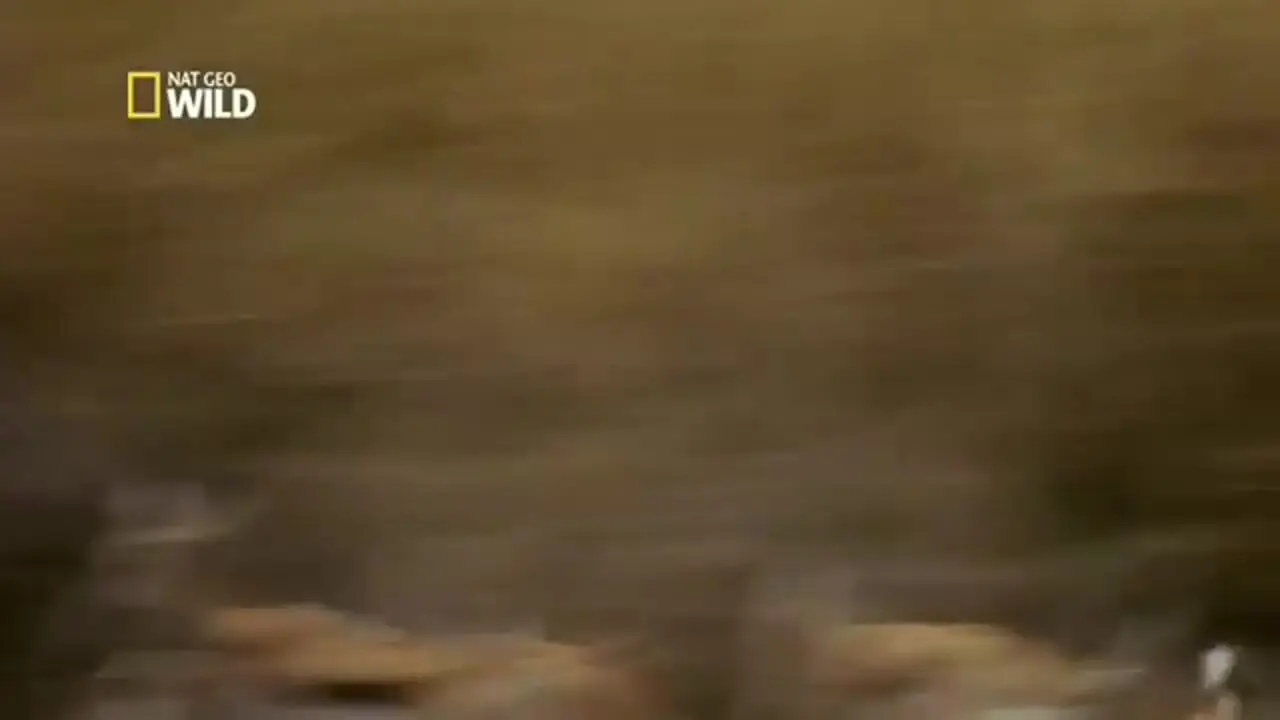 فیلم استتار ماهرانه شیر در دشت