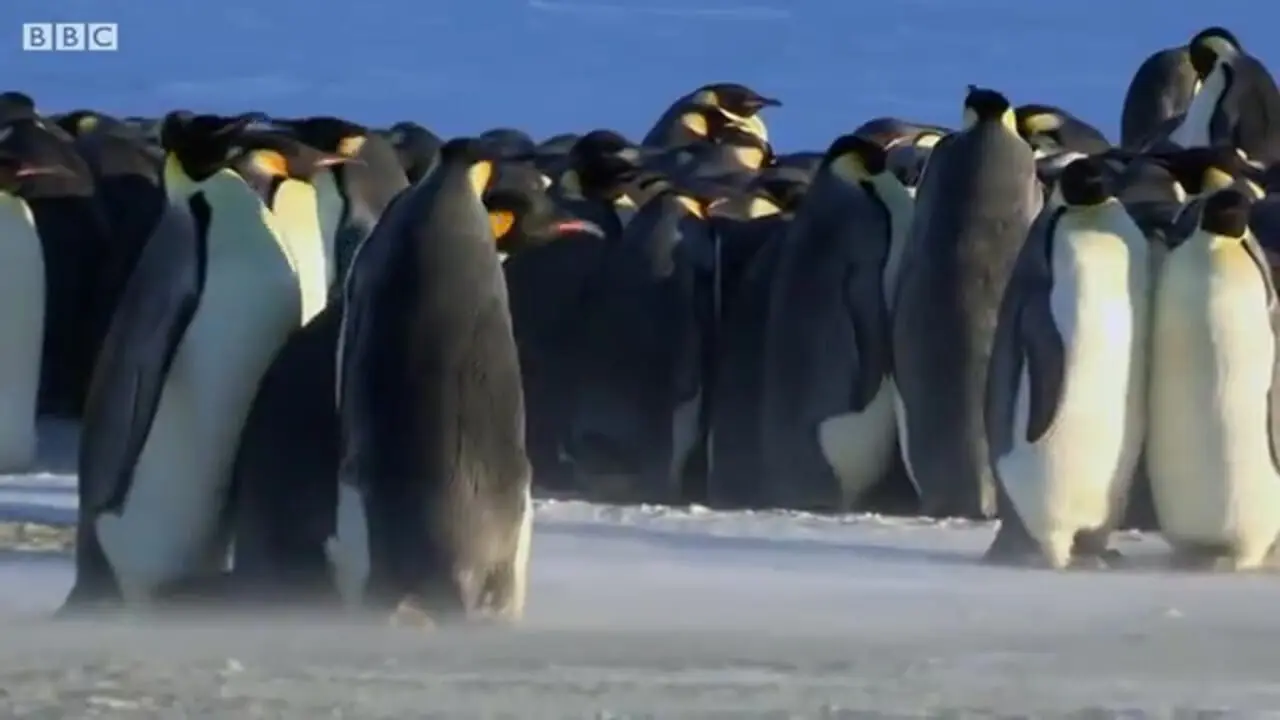 فیلم رقابت پنگوئن ها بر سر قلمرو