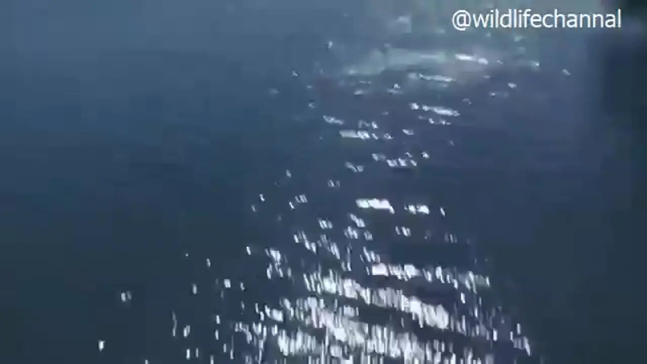 فیلم تاکتیک های شکار عقاب و فرار پرندگان