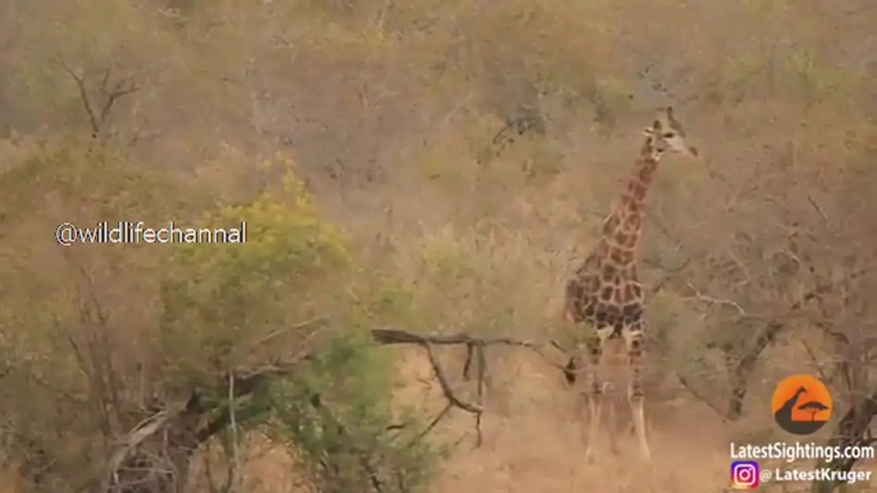 فیلم دفاع زرافه در برابر شیرها