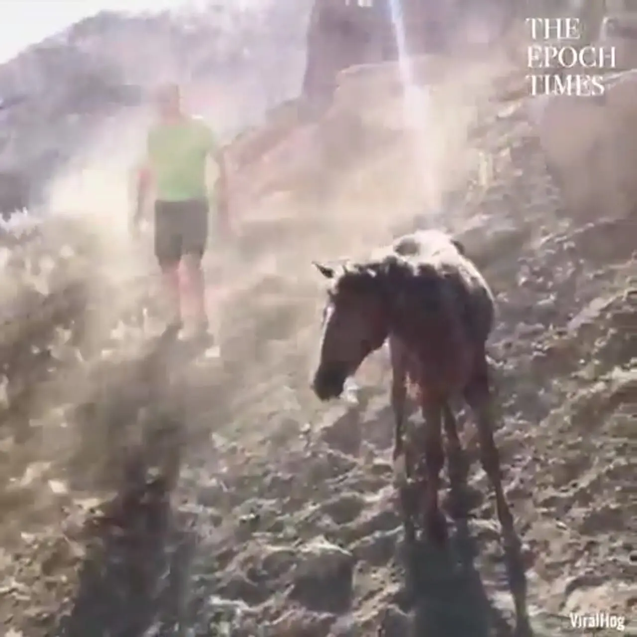 فیلم تلاش مرد برای نجات کره اسب