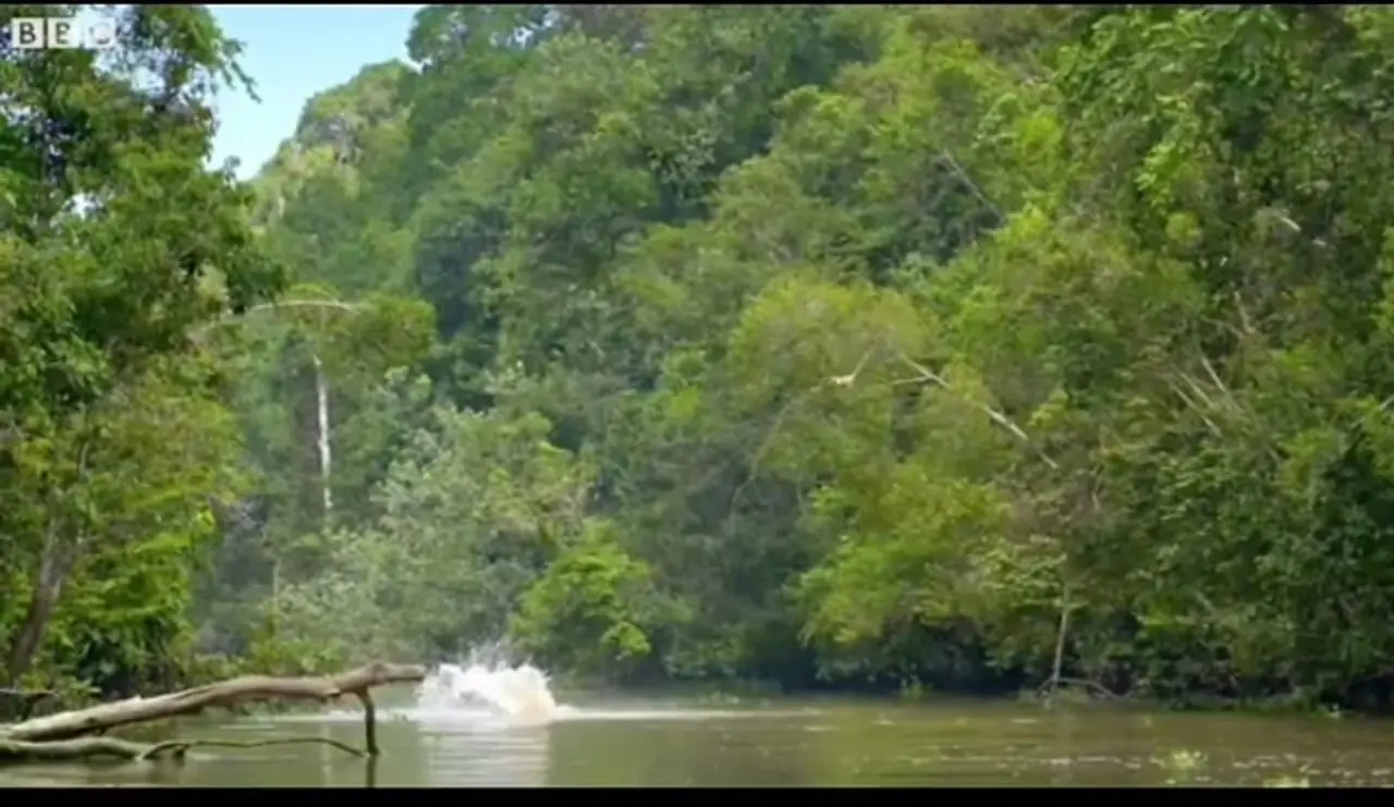 فیلم عبور خانواده میمون از قلمرو کروکودیل ها