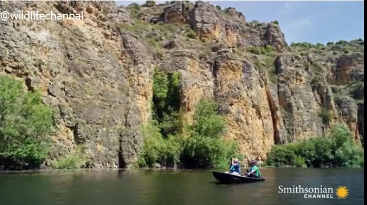 فیلم تکنیک شگفت انگیز پرواز کرکس بدون بال زدن