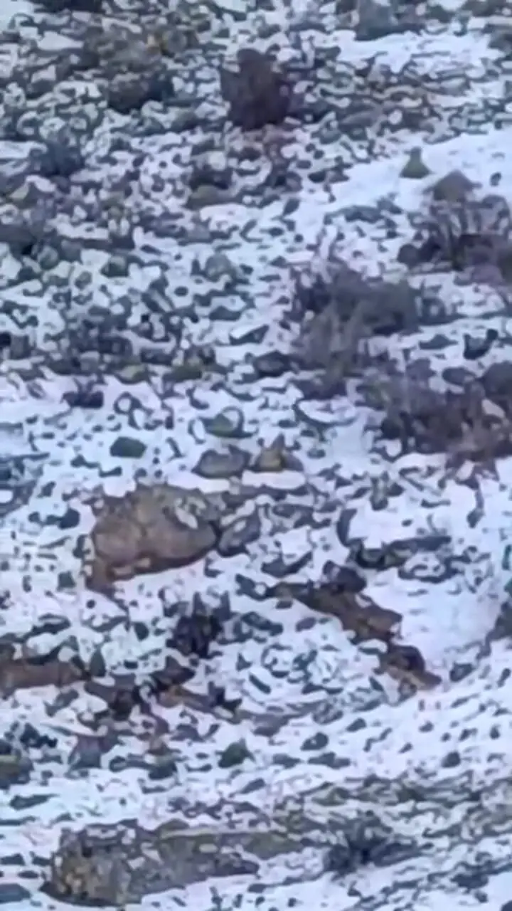 فیلم مشاهده پلنگ در اطراف روستای هرانده فیروزکوه