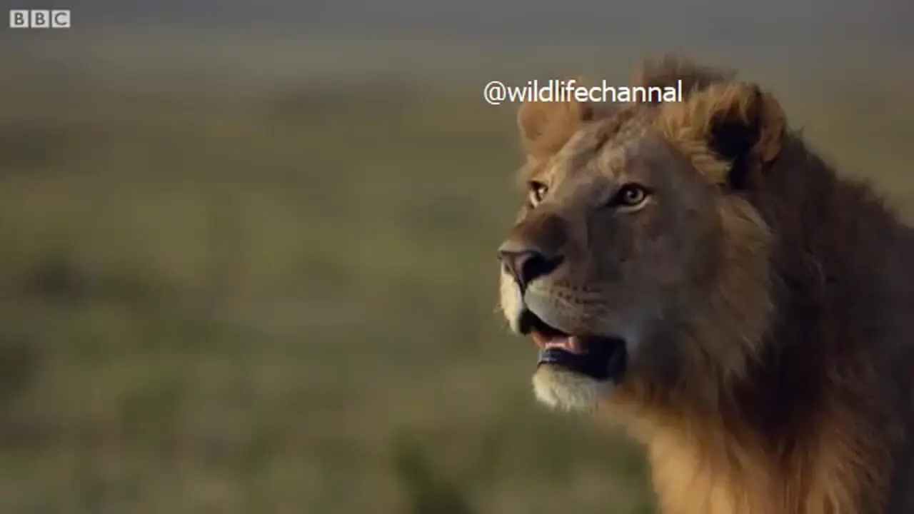 فیلم نبرد نفس‌گیر شیر نر با ۲۰ کفتار