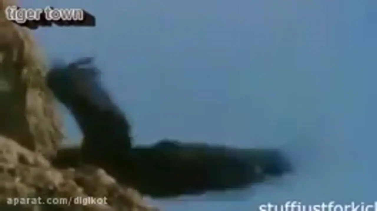 فیلم حمله های عقاب به حیوانات بزرگ