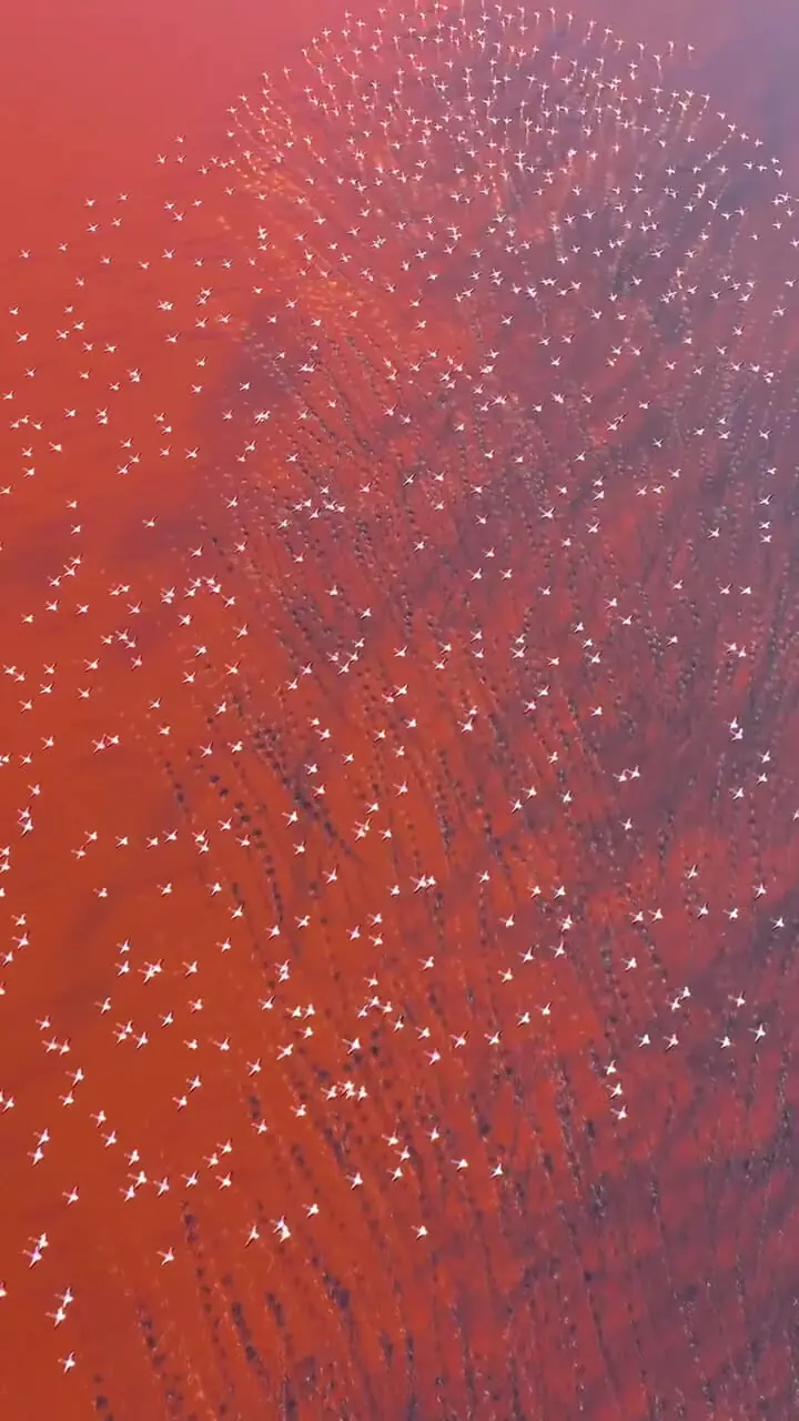 فیلم پرواز فلامینگوهای صورتی در دریاچه مهارلو