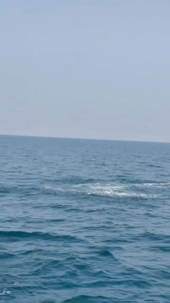 فیلم دلفین های شاد و پرانرژی جزیره هنگام