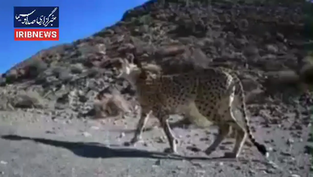 شناسایی ۱۰ یوز جدید آسیایی در ایران + فیلم