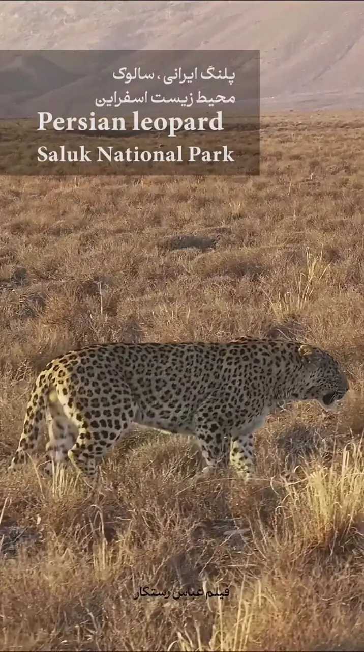فیلم پلنگ ایرانی در دشت پارک ملی سالوک