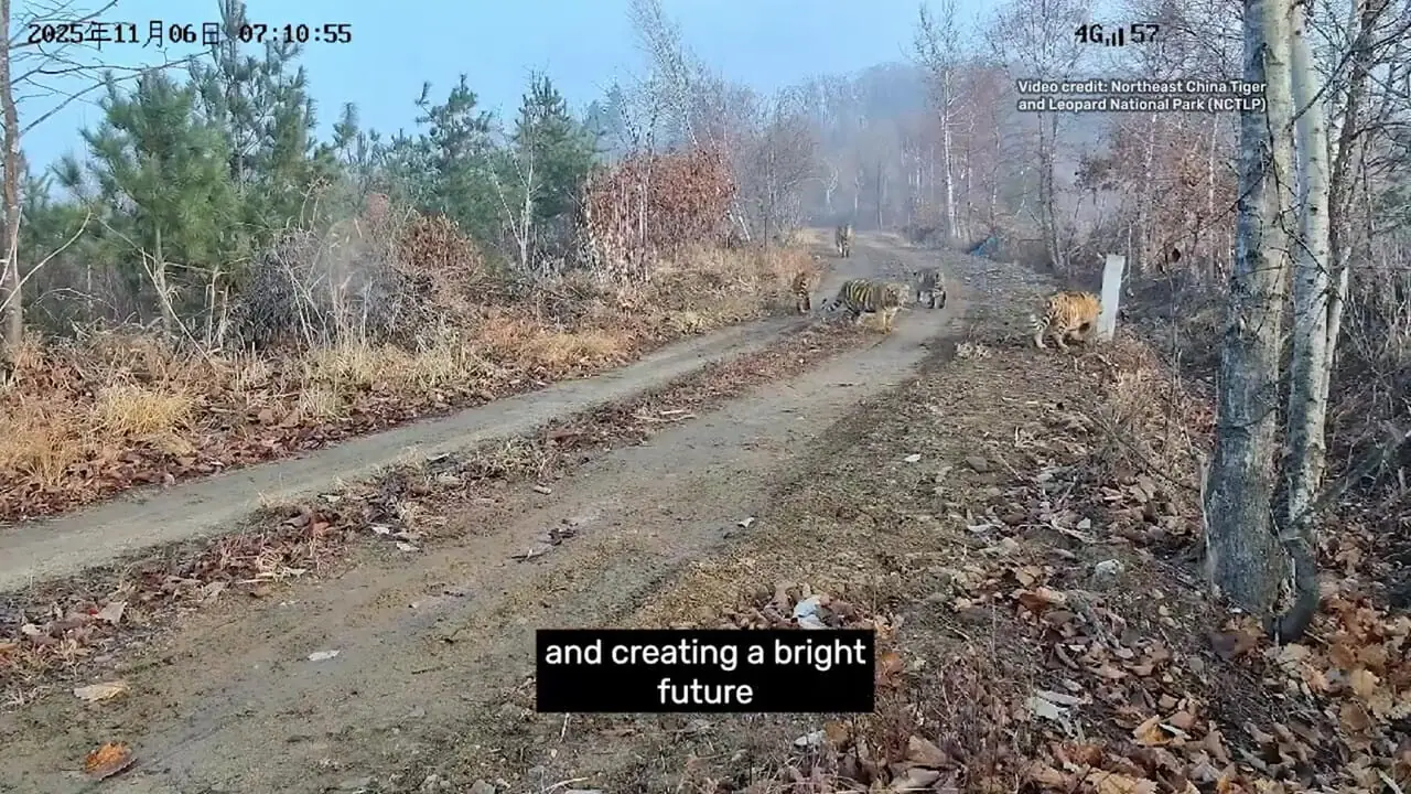 فیلم ببر سیبری و توله های نادر در چین