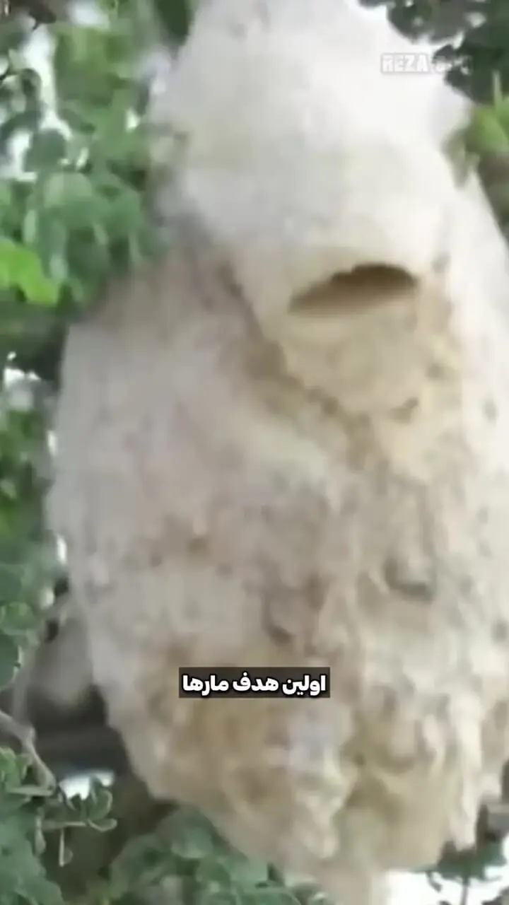 فیلم شاهکار معماری پرنده در دل طبیعت