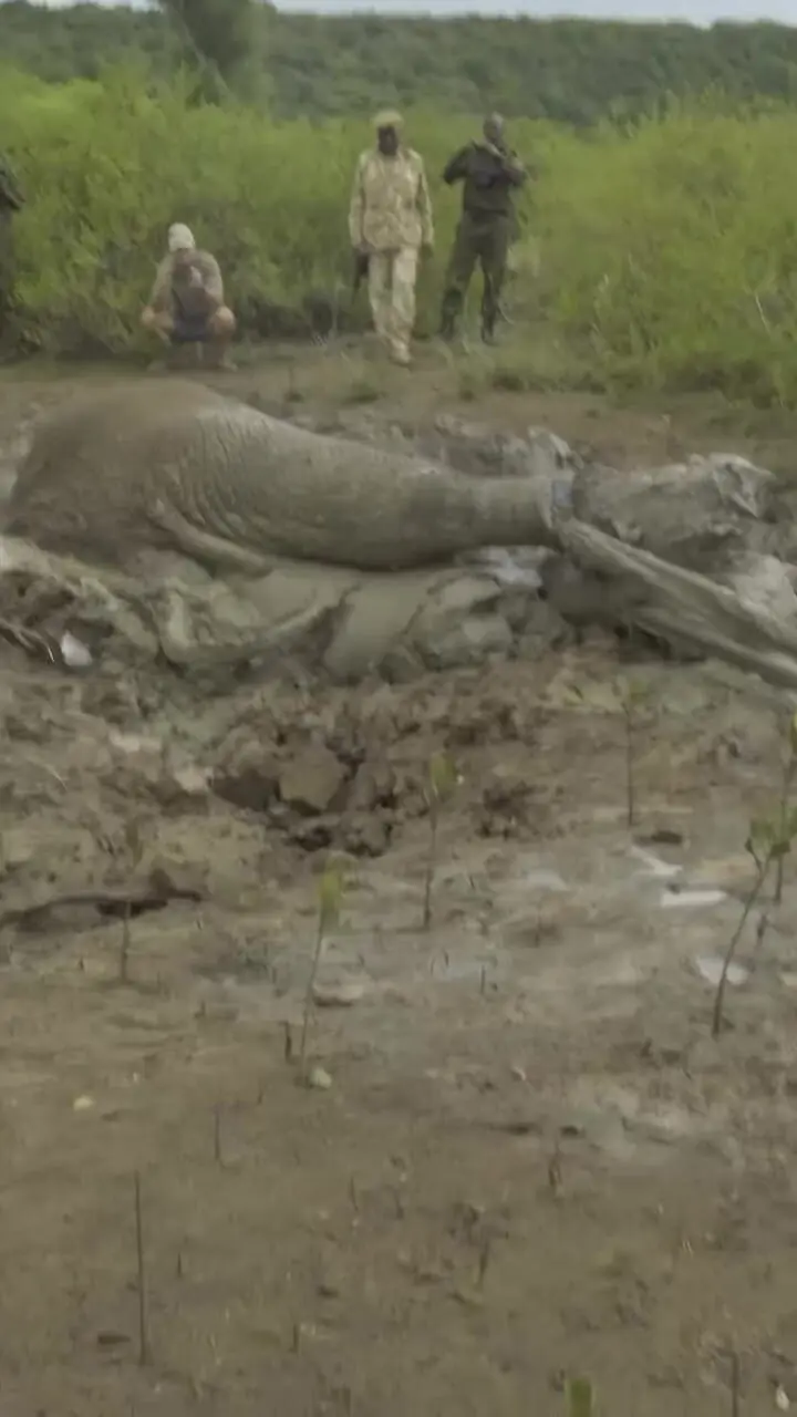 فیلم تلاش امدادگران برای نجات فیل