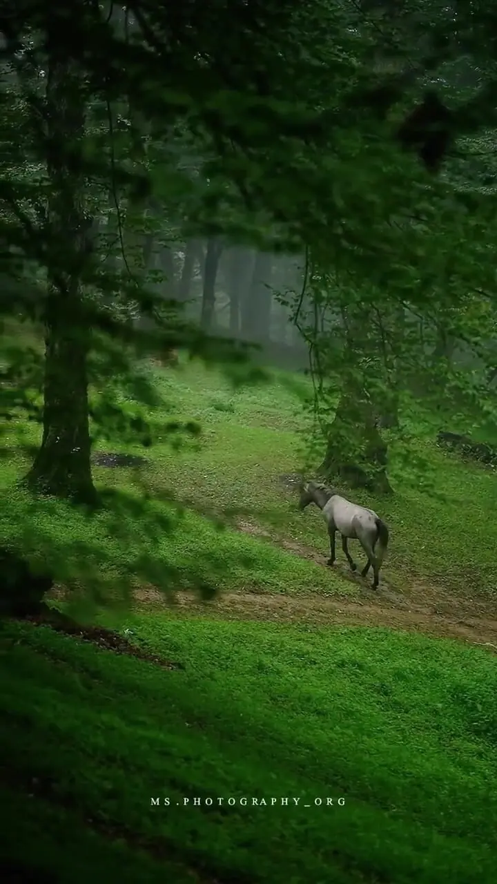 فیلم زیبایی‌های مازندران در شهسوار
