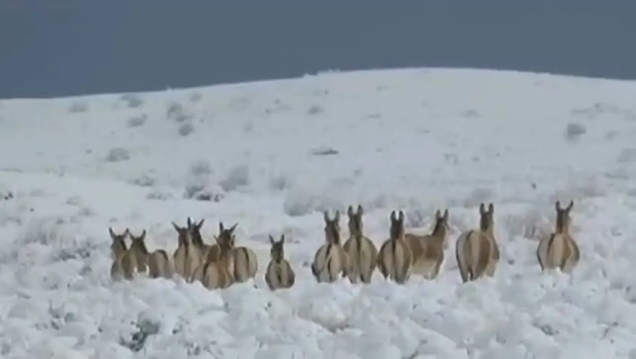 فیلم بی نظیر از گله های گور خر ایرانی در یک روز برفی