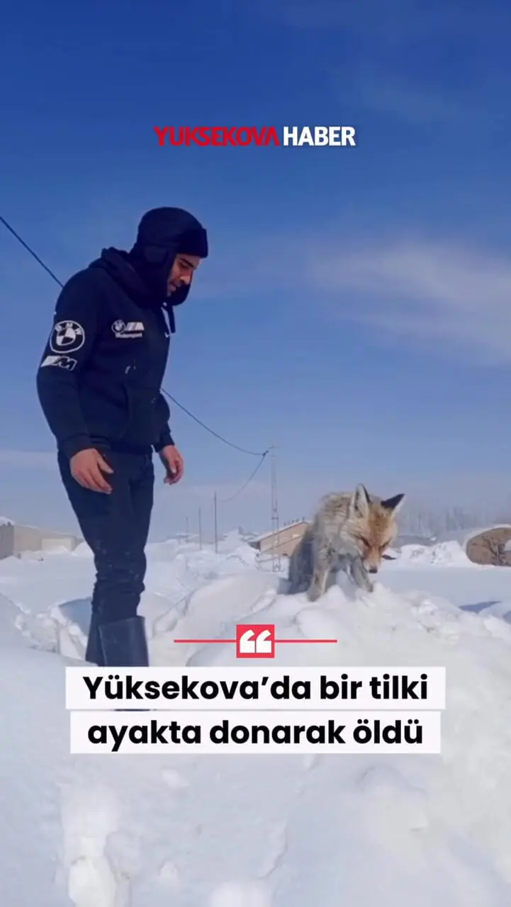 فیلم / یخ زدن ایستاده یک روباه در ترکیه