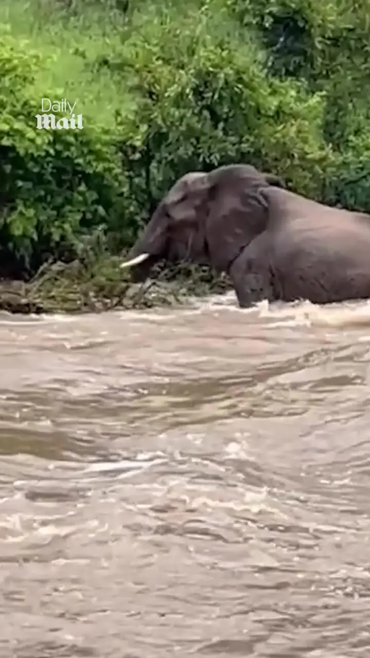 فیلم نجات بچه فیل از سیل توسط مادرش