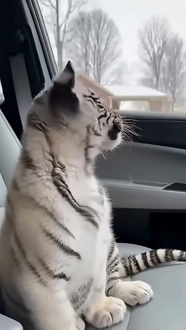 فیلم پناه بردن بچه ببر سفید به چادر یک مرد