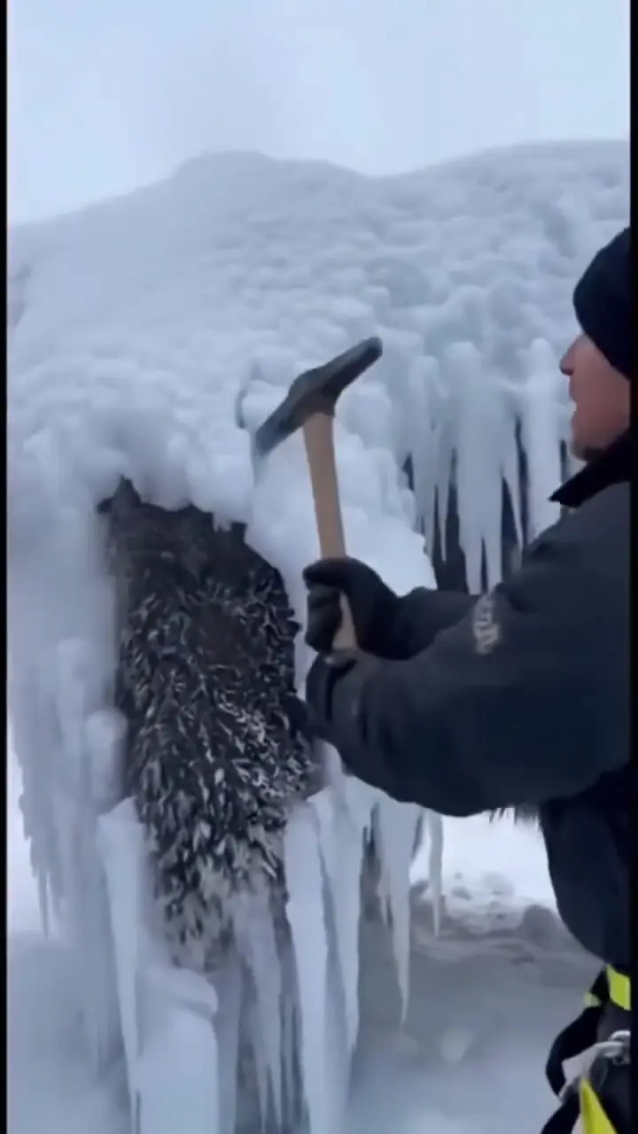 فیلم شبیه سازی نجات خرس در برف با هوش مصنوعی