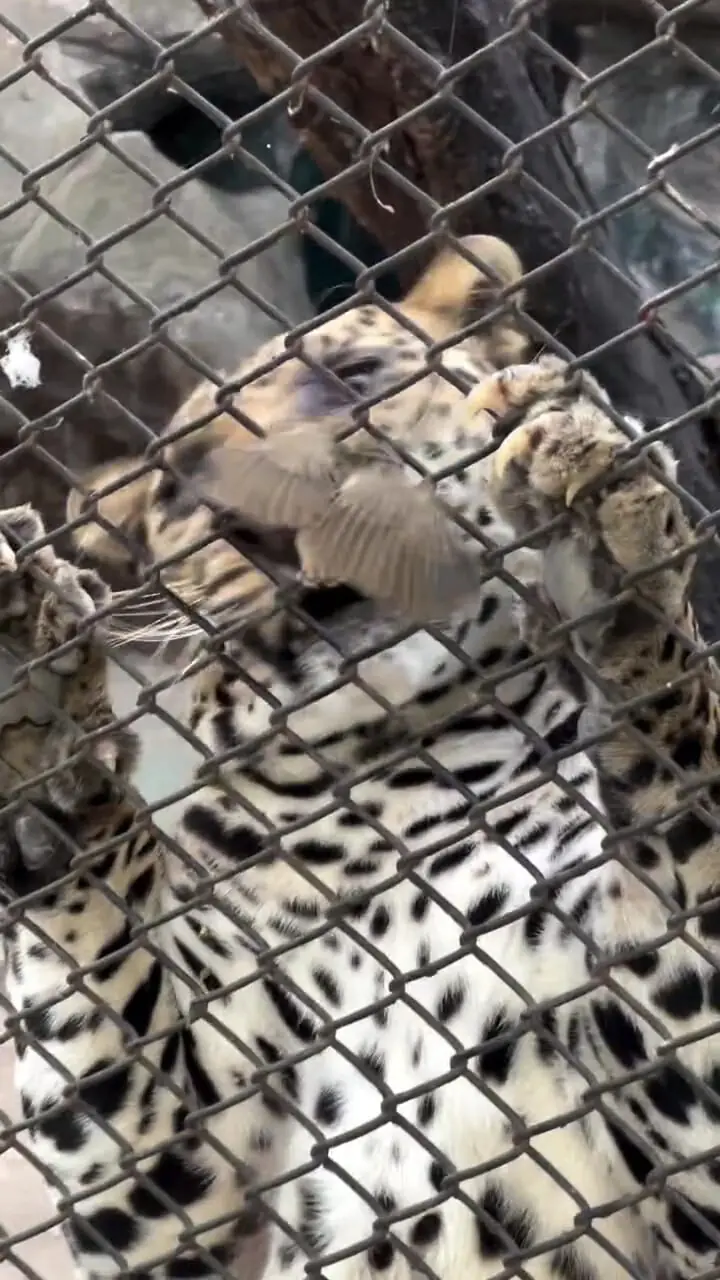 فیلم شکار غیرمنتظره پلنگ در بانکوک