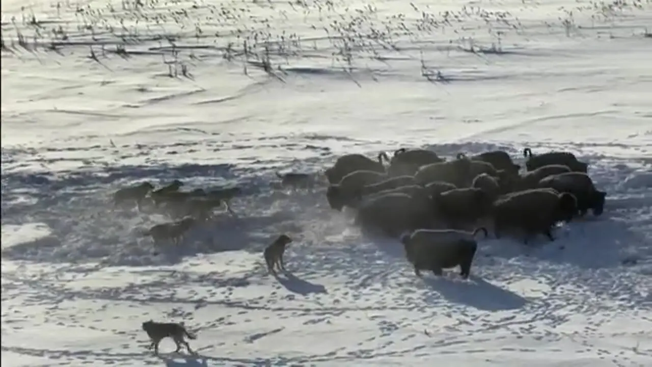 تعقیب نفس‌گیر گرگ‌ها برای شکار غول‌های دشت