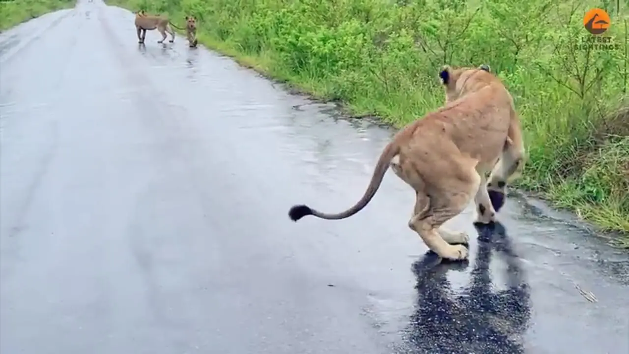 فیلم دیدار دوباره شیر مادر و توله‌ها پس از سیل
