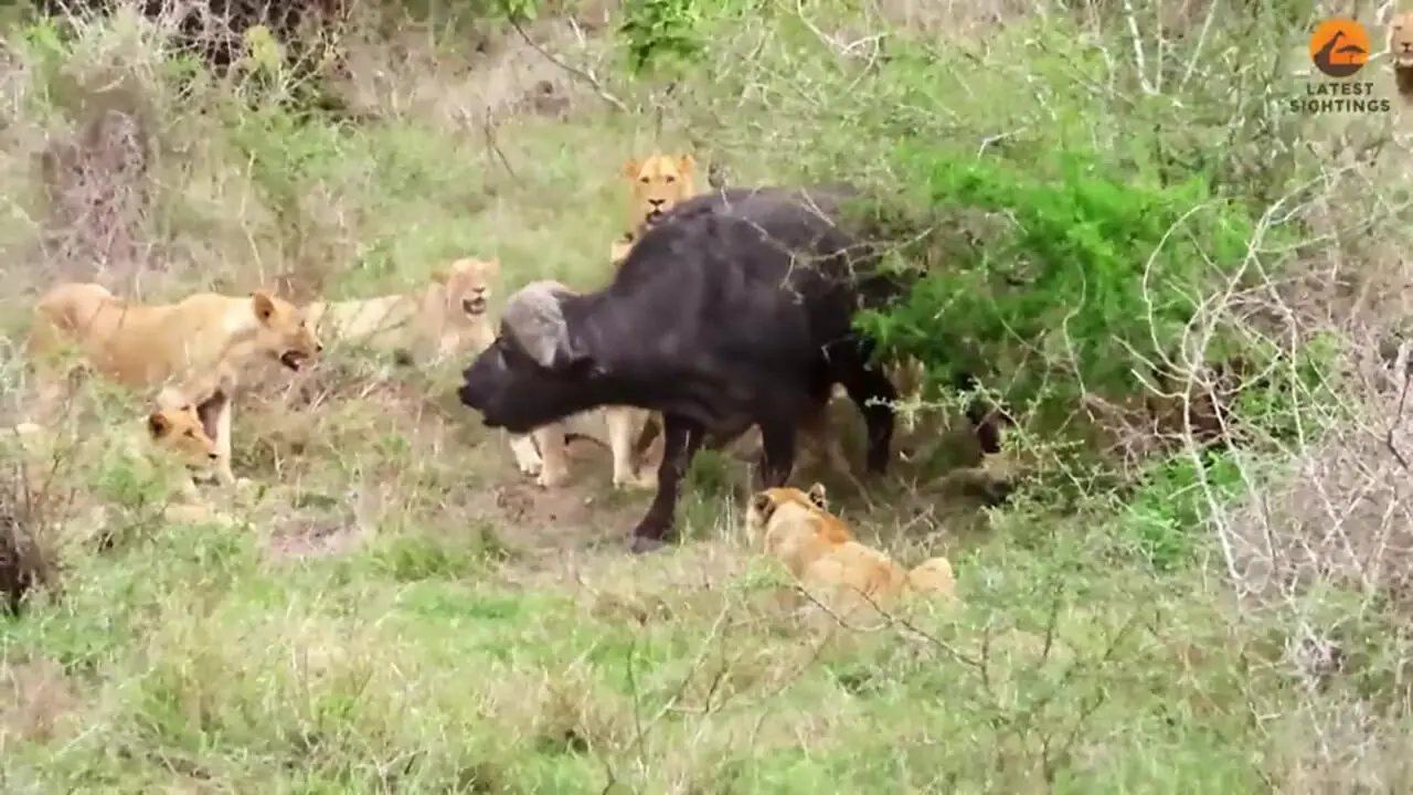 فیلم فرار معجزه آسای بوفالو از دست ۱۷ شیر