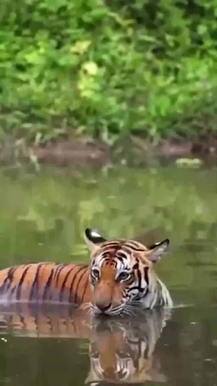 فیلم ببر وحشی در آب / سکوتی مرگبار با چشمانی آتشین