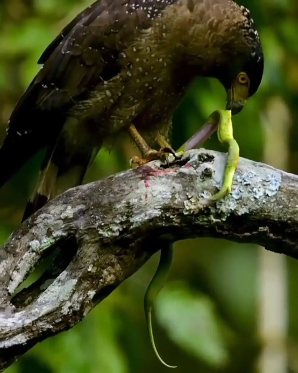 فیلم شکار مار توسط عقاب خشمگین 