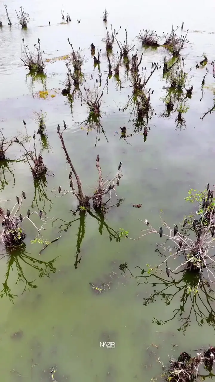 فیلم زیبایی تالاب استیل / آینه‌ای زنده در دل آستارا