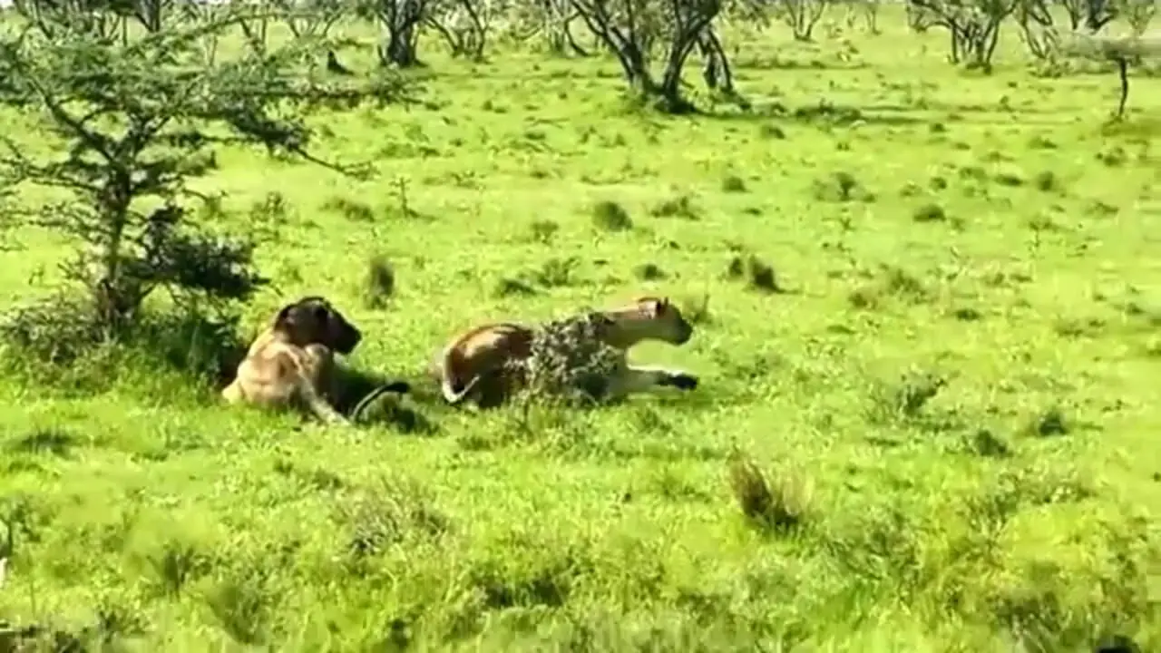 فیلم لحظه‌ای که شیر، بچه گورخر را شکار کرد